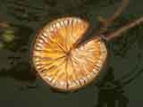 Closeup of a lilypad